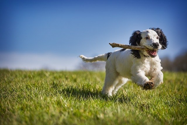 Fetch, stick, puppy