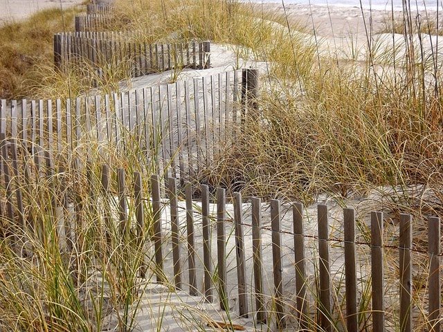 Grasses, nature, fence